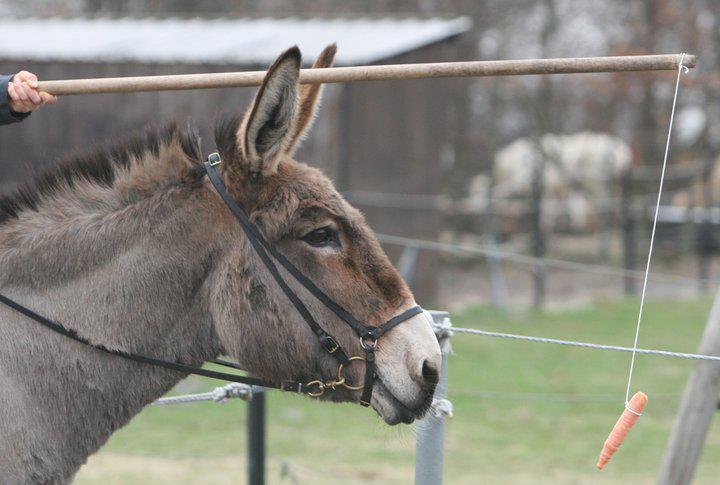 Donkey+Carrot.jpg
