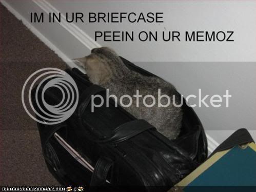 funny-pictures-cat-briefcase-peeing.jpg