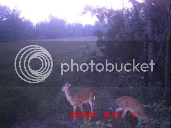 Deer2.jpg
