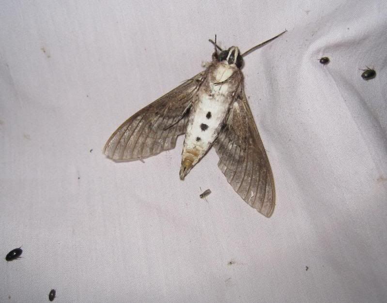 moth13.jpg
