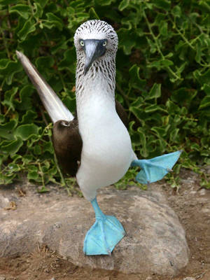 blue-footed-booby.jpg