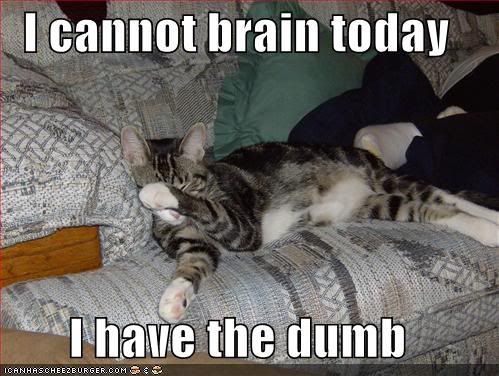 funny-pictures-cat-cannot-brain-tod.jpg