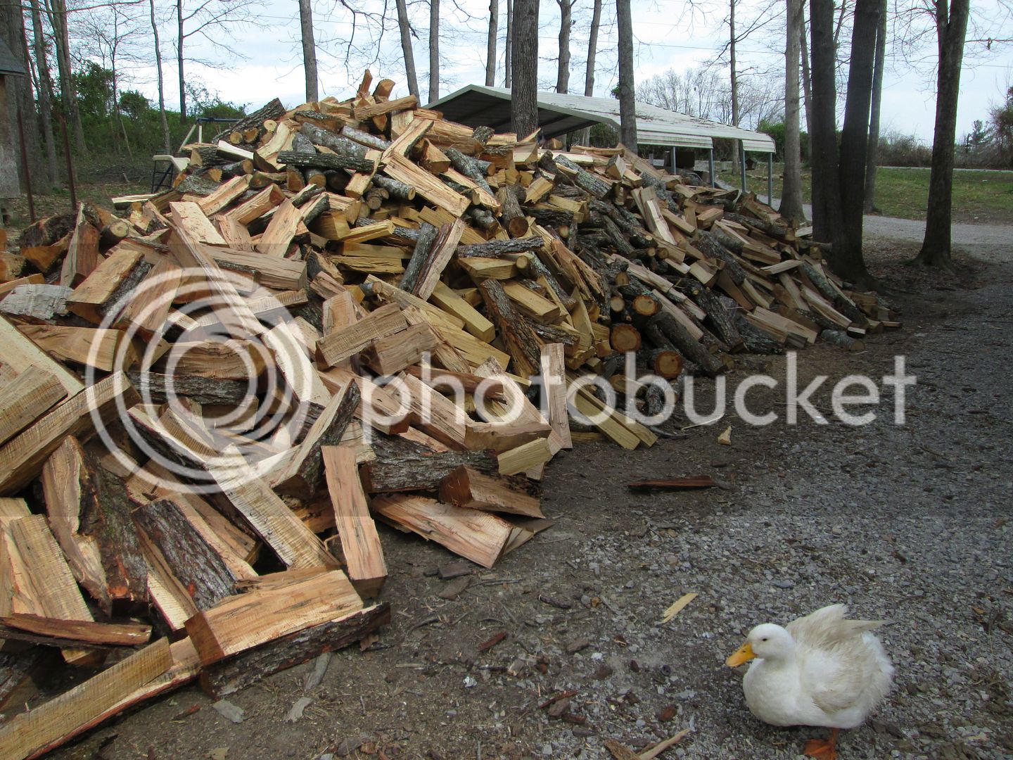 firewood_zpsf53df5c9.jpg