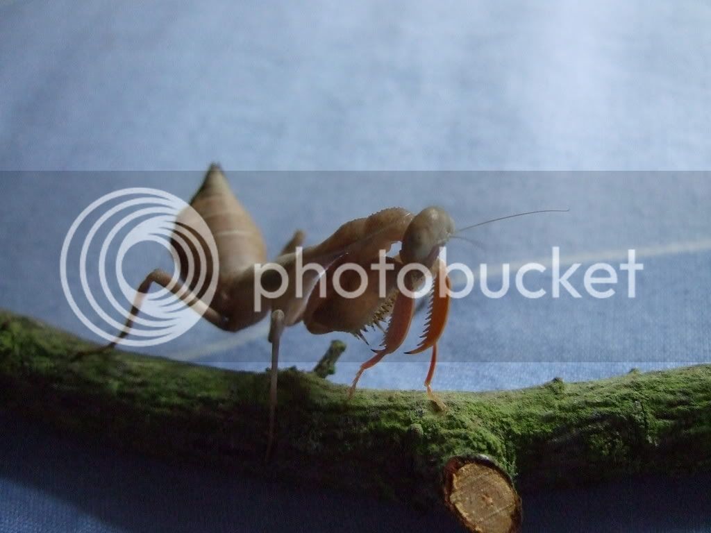 Mymantids045.jpg