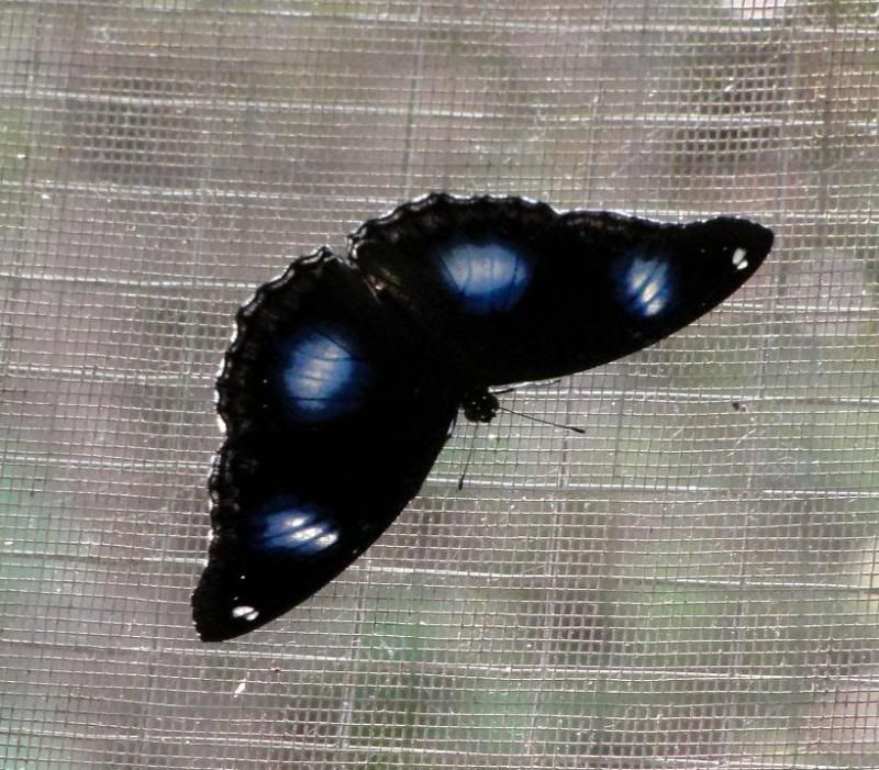 butterfly12.jpg