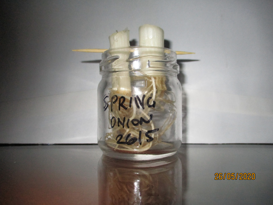 26may20-spring-onion-experiment.jpg