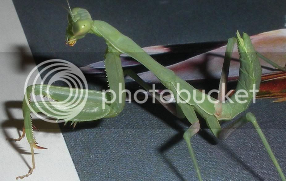 backyardmantis004.jpg