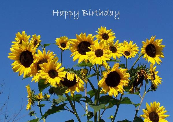 sunflowers-with-blue-sky-background-happy-birthday-holly-eads.jpg