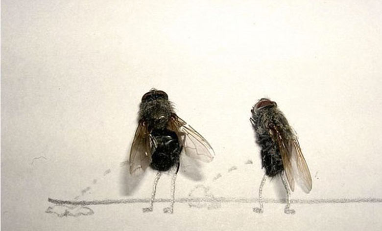 Flychelangelo_Dead_Flies_Art_9.jpg