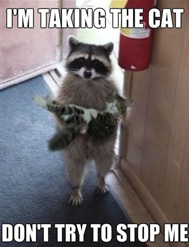 Raccoon-Say-I-Am-Taking-The-Cat-Funny-Animal-Meme-Image.jpg