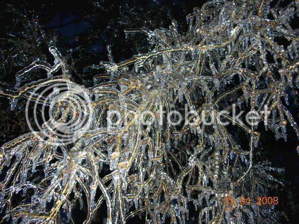IceStormBranches30001.jpg