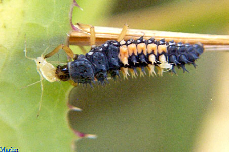 lady-bug_larvae_vs_aphid.jpg
