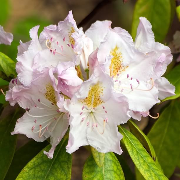 RhododendronIceCube_web.jpg