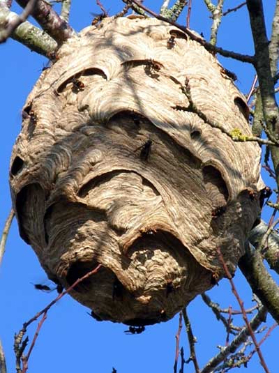 Asian-hornet-nest-in-tree_France.jpg