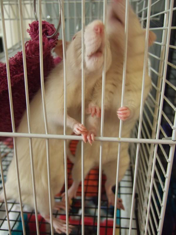 Ratties012.jpg