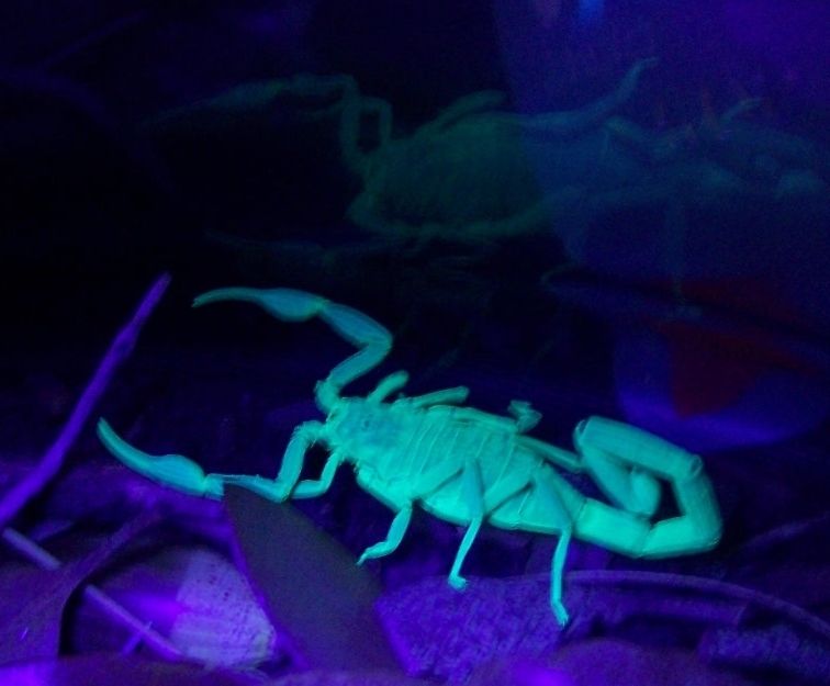 glowingscorpion.jpg