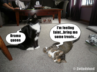 cats-drama+queen-funny-comics-cosmo-phoebe.JPG