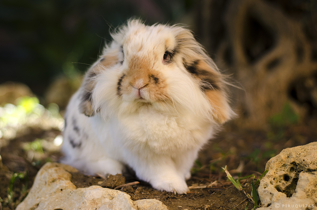 bunny_posing_around_by_piruquitas-d7oe2so.png