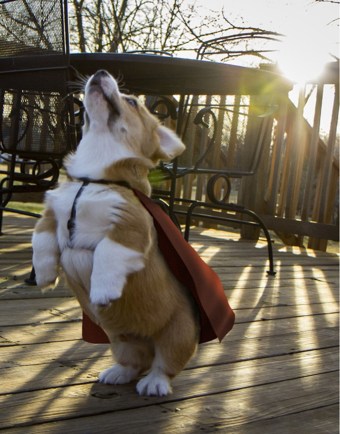 dog-superheroes-cape-photo-610091.jpeg