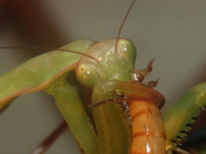 green_adult_female_mantis_religiosa__by_alexandersmantids-d95k90y.jpg