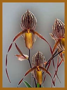 Paph_StSwithin.jpg
