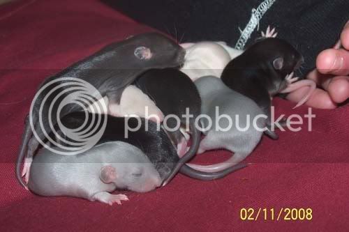 rats042-1.jpg