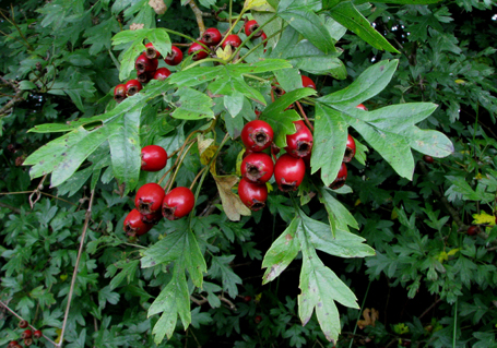 hawthorn-berries-and-leaves-locks-park-29-august-08-reduced.jpg