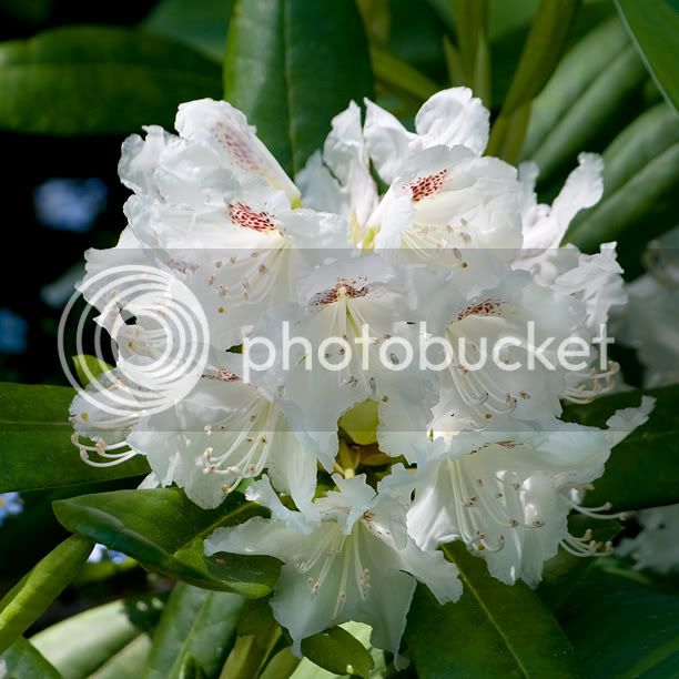 RhododendronPeterTigerstedt_web.jpg