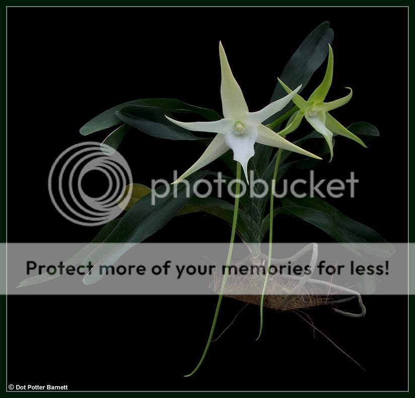 Angraecum_sesquipedale-Plant-amp-Flowers_zps600d3e8c.jpg