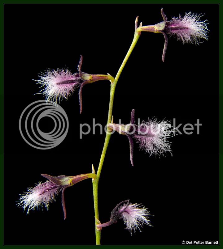 Bulb_penicillium-flowers.jpg
