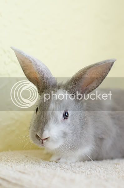 bunny08.jpg