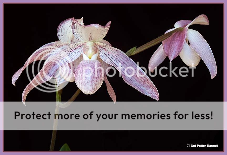 Paph_StellaLim-09.jpg