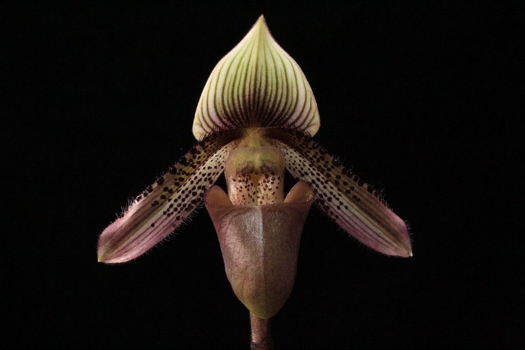 Paph%20ciliolare%20Pink1-1_zpsqlbqbdzb.jpg