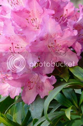 rhododendrons.jpg