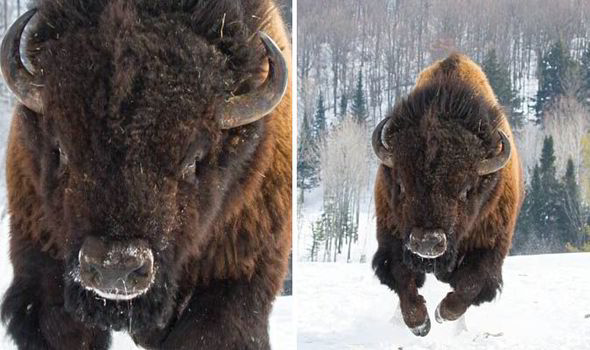 Bison-charging-towards-photographer-568942.jpg