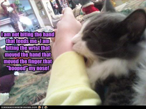 funny-pictures-cat-bites-your-wrist.jpg