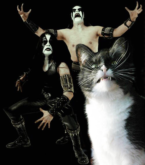 Death-Metal-Cat-063.jpg