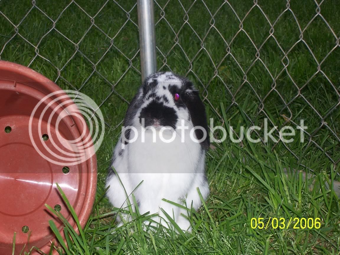 bunny023.jpg