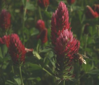 Crimson red clover provides an excellent source of pollen for honey bees.