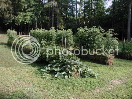 Straw-Bale-Garden.jpg