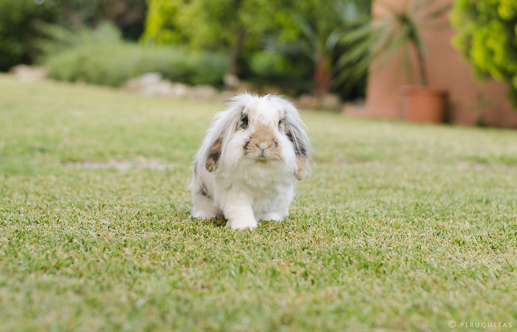 bunny_approaches_by_piruquitas-d7oe7qs.png
