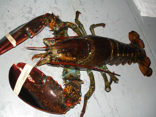lobster.JPG