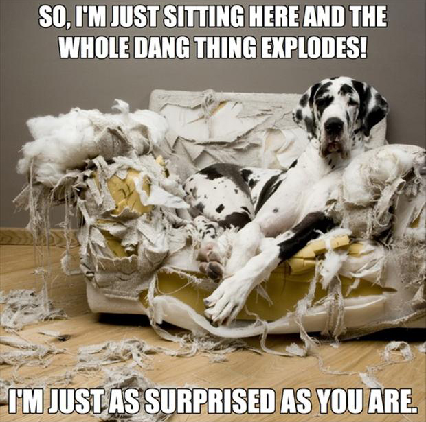 funny-dogs-chewed-up-couch.jpg