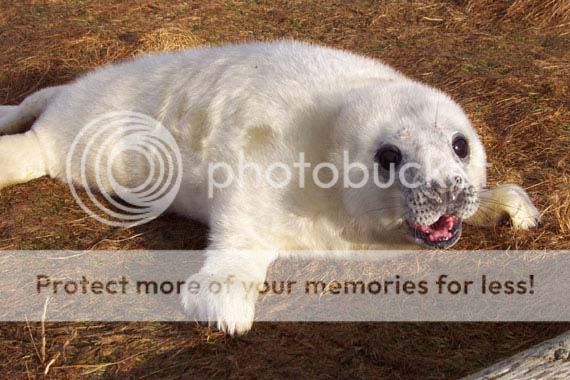 grey_seals_newborn2.jpg