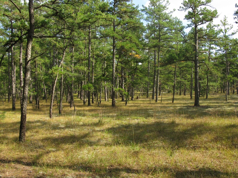 pinebarrens_forest_scene.jpg