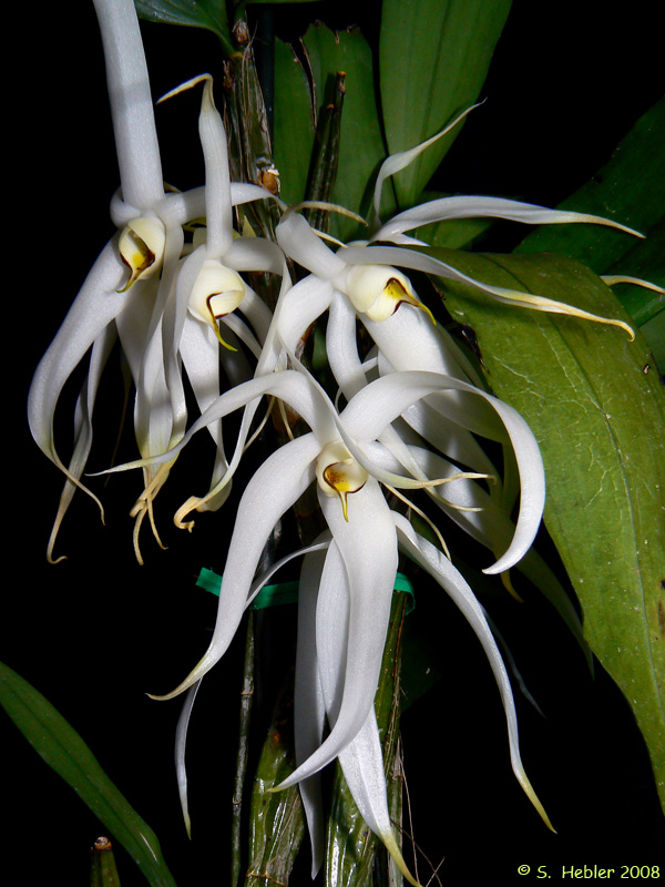 Dendrobium_amboinense.jpg