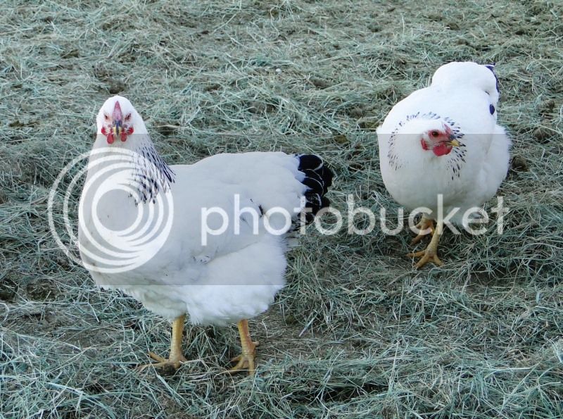 chickens2-1.jpg