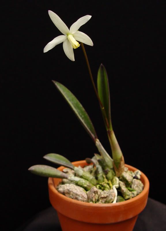 Laeliareginae-plant-922009.jpg