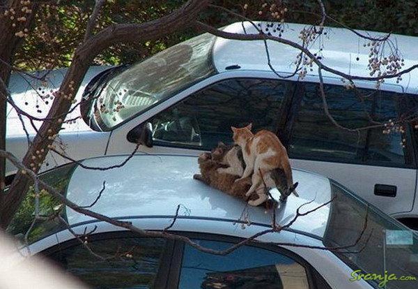 cats-on-car1.jpg