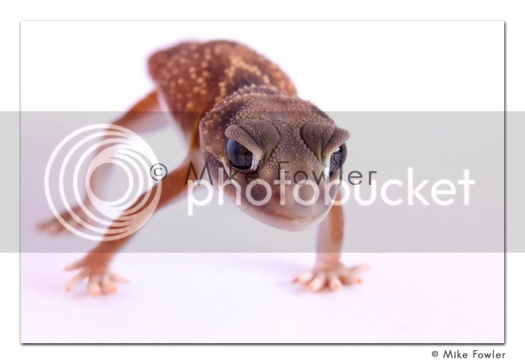 Geckos04-06-08-5_filtered02.jpg